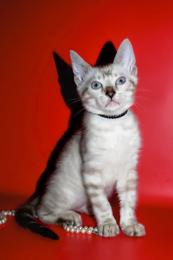 Inga | Bengal Kitten
