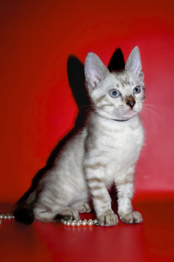 Inga | Bengal Kitten