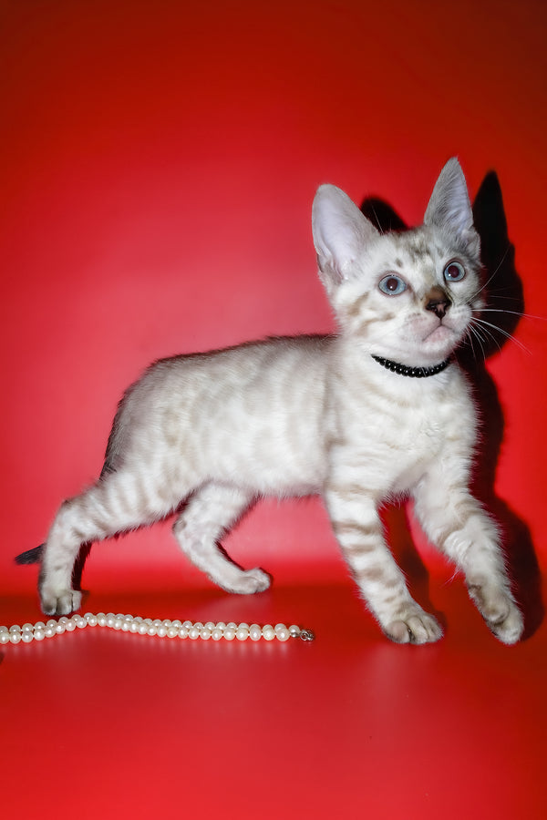 Inga | Bengal Kitten