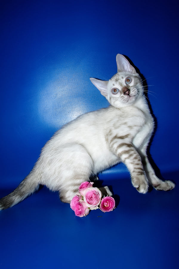 Irika | Bengal Kitten