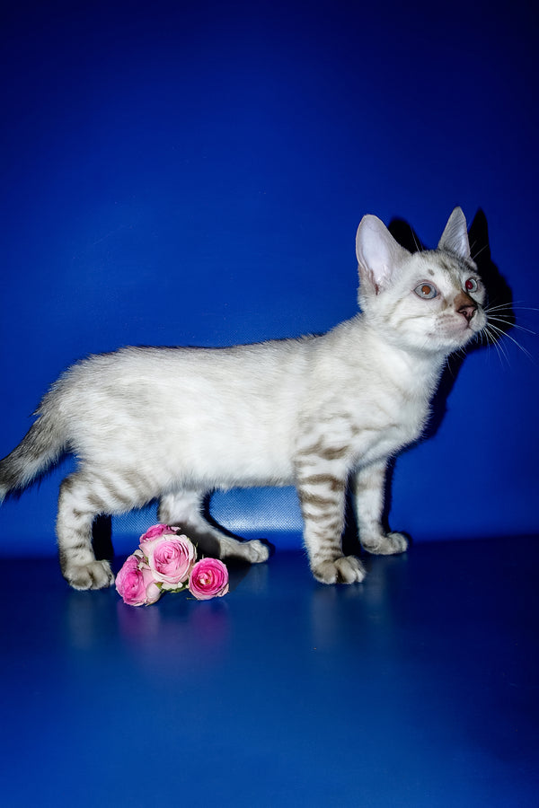Irika | Bengal Kitten