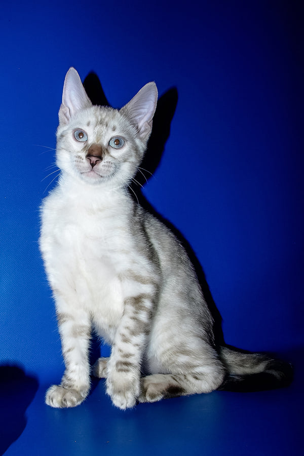 Irika | Bengal Kitten