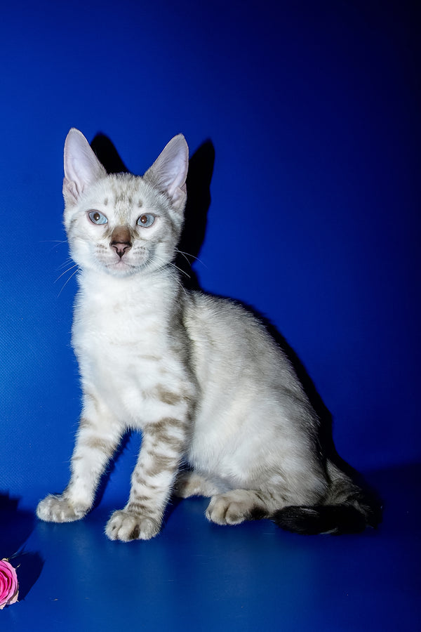 Irika | Bengal Kitten
