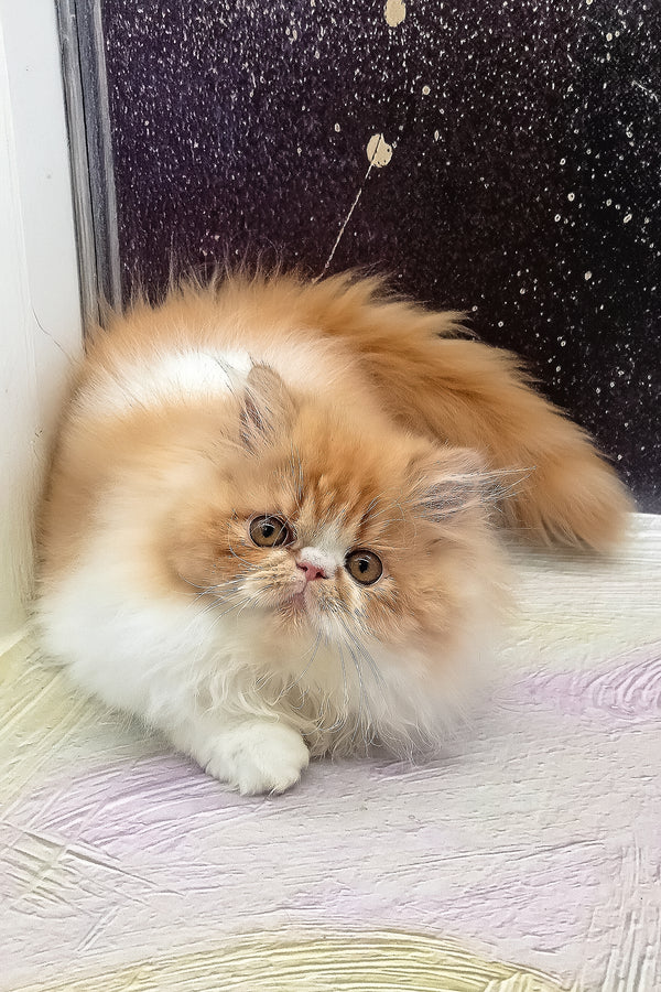 Irinka | Persian Kitten