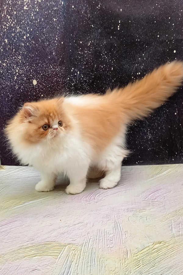 Irinka | Persian Kitten