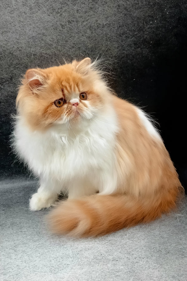 Irinka | Persian Kitten