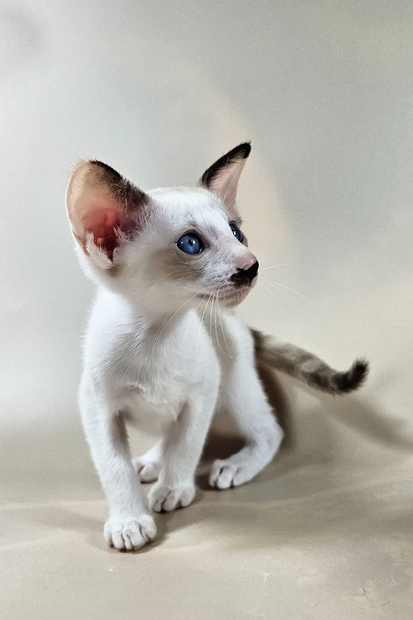 Iris | Oriental Shorthair Kitten