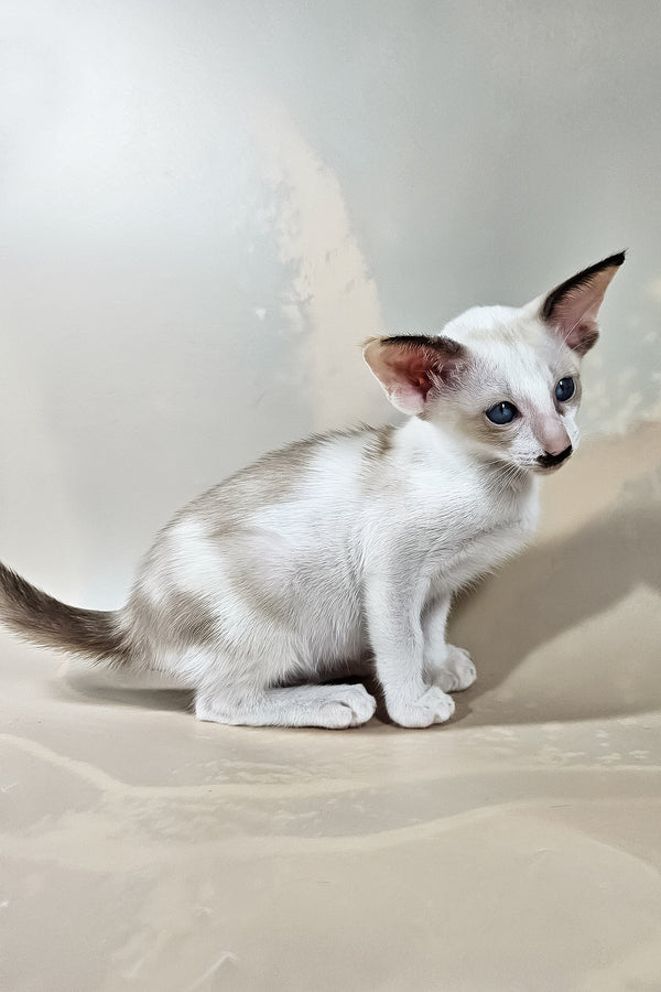 Iris | Oriental Shorthair Kitten
