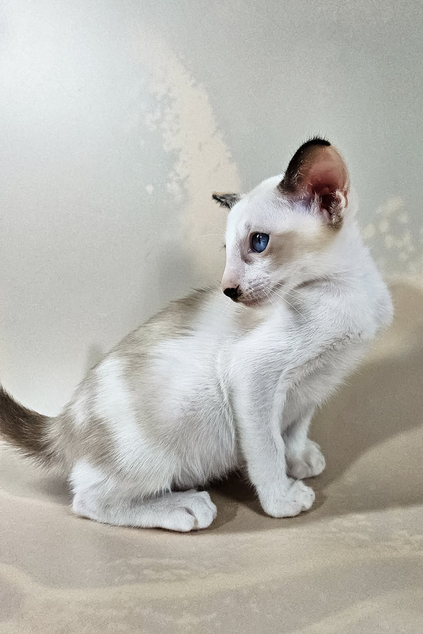 Iris | Oriental Shorthair Kitten