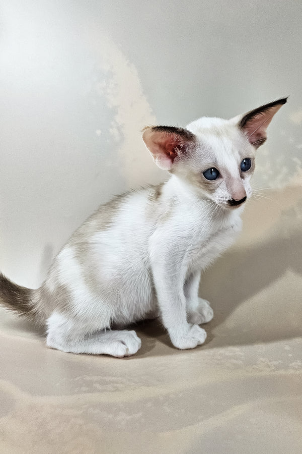 Iris | Oriental Shorthair Kitten