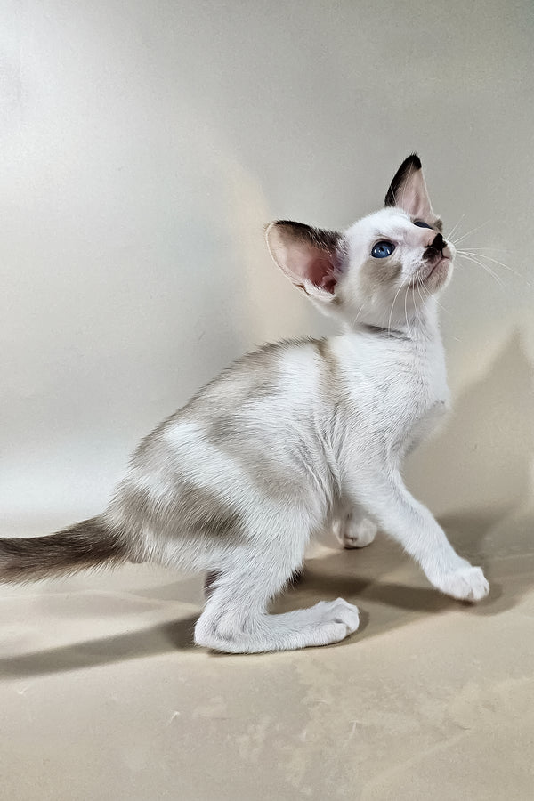 Iris | Oriental Shorthair Kitten