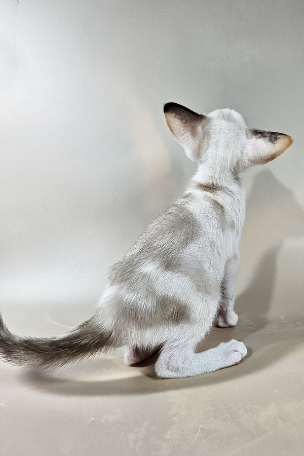 Iris | Oriental Shorthair Kitten