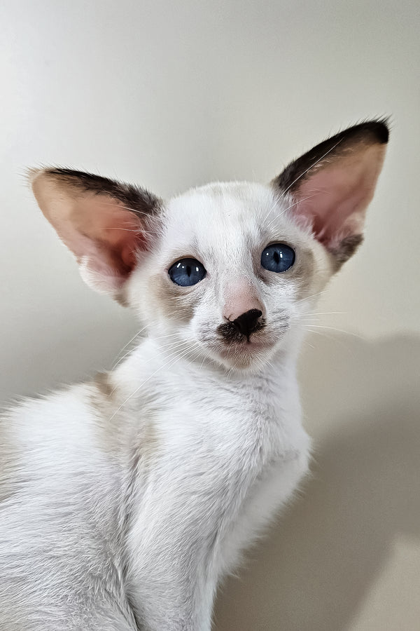 Iris | Oriental Shorthair Kitten