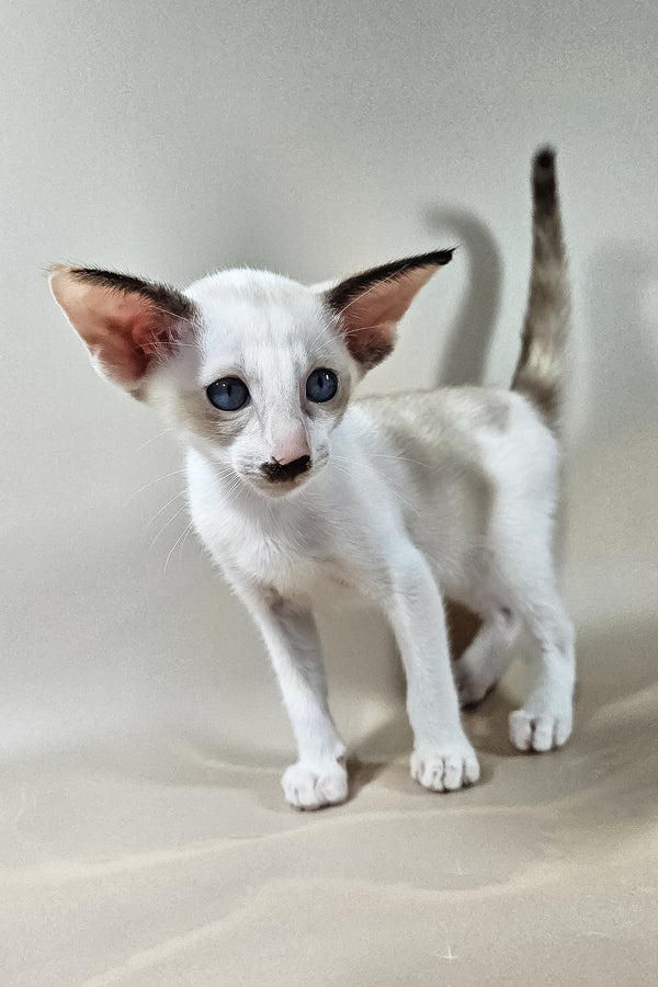 Iris | Oriental Shorthair Kitten