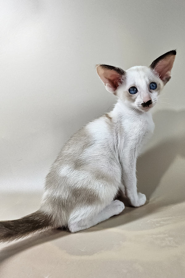 Iris | Oriental Shorthair Kitten