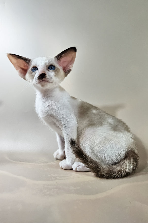 Iris | Oriental Shorthair Kitten