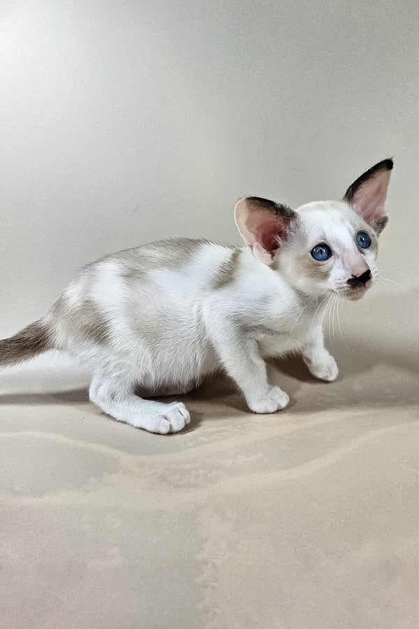 Iris | Oriental Shorthair Kitten