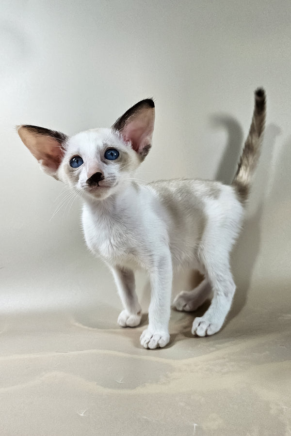 Iris | Oriental Shorthair Kitten
