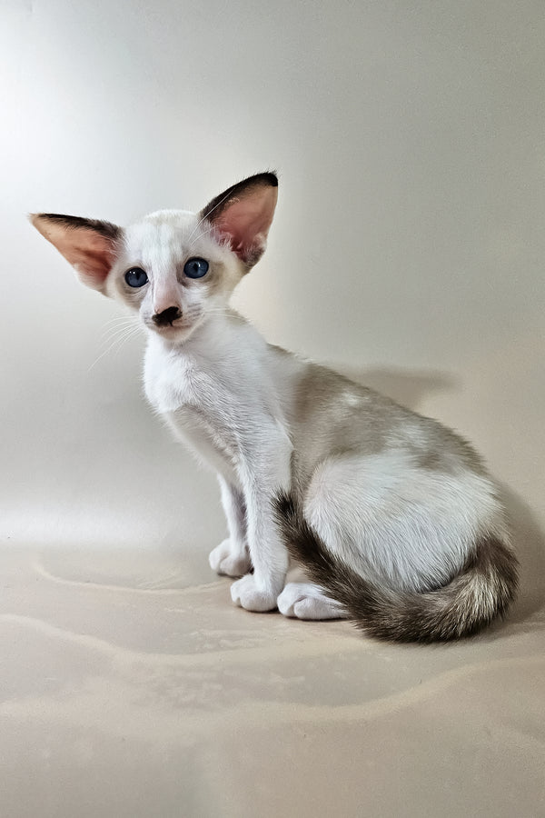 Iris | Oriental Shorthair Kitten