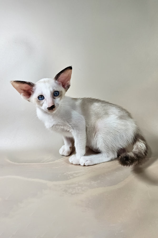 Iris | Oriental Shorthair Kitten