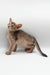 Iron | Abyssinian Kitten