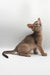 Iron | Abyssinian Kitten