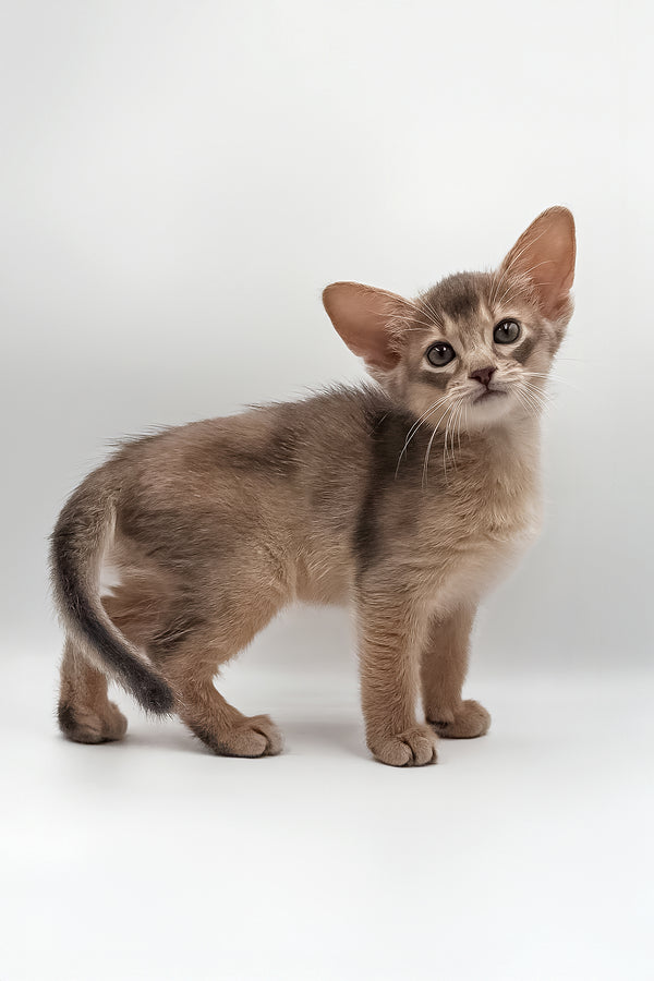 Iron | Abyssinian Kitten