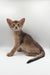 Iron | Abyssinian Kitten