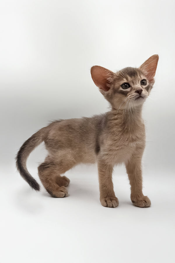 Iron | Abyssinian Kitten