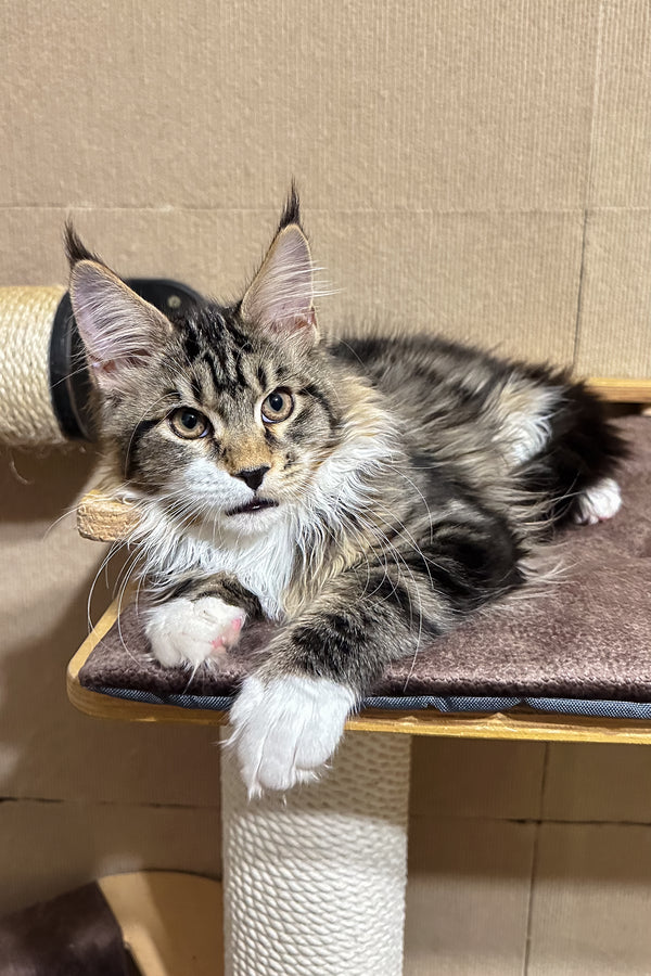 Isaac | Maine Coon Kitten