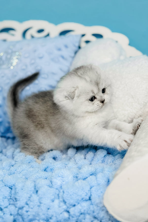 Isabel | Scottish Fold Kitten