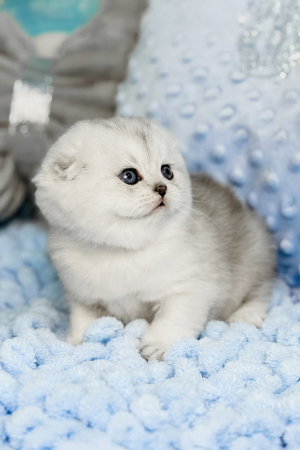 Isabel | Scottish Fold Kitten