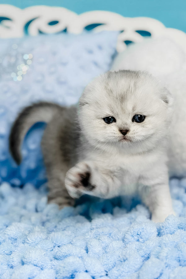 Isabel | Scottish Fold Kitten