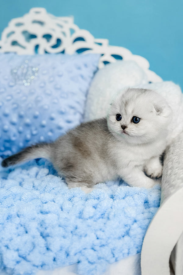 Isabel | Scottish Fold Kitten