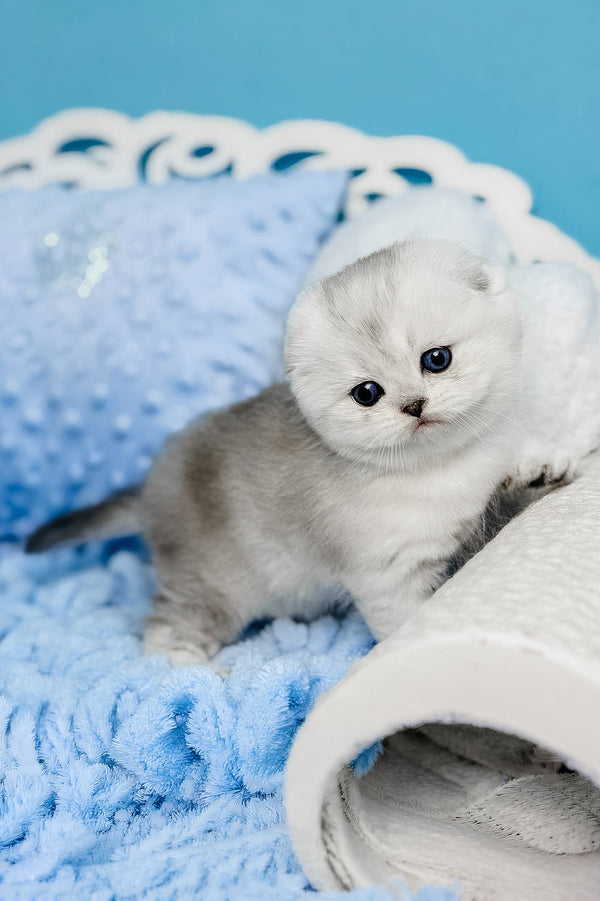 Isabel | Scottish Fold Kitten