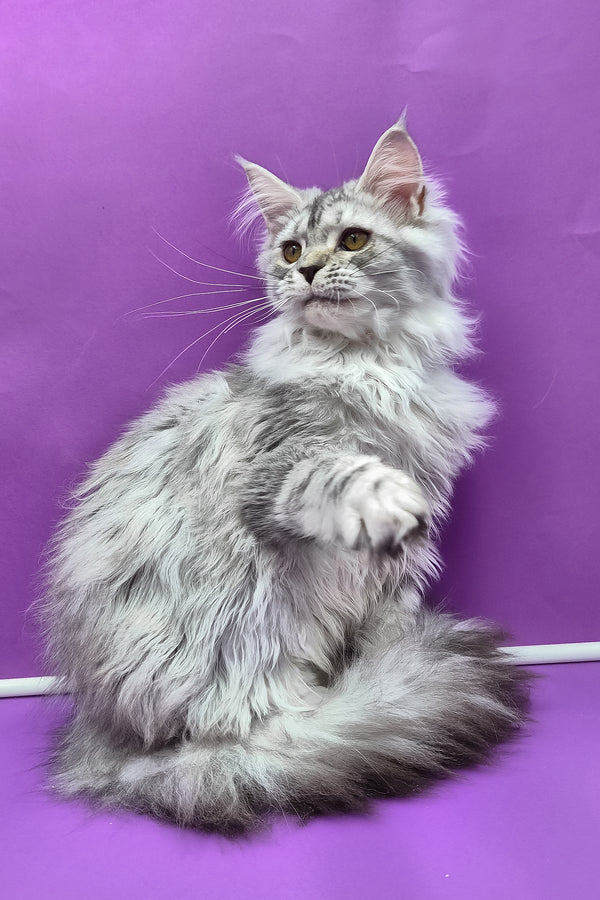 Isadora | Maine Coon Kitten