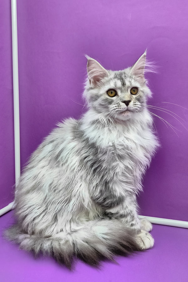 Isadora | Maine Coon Kitten