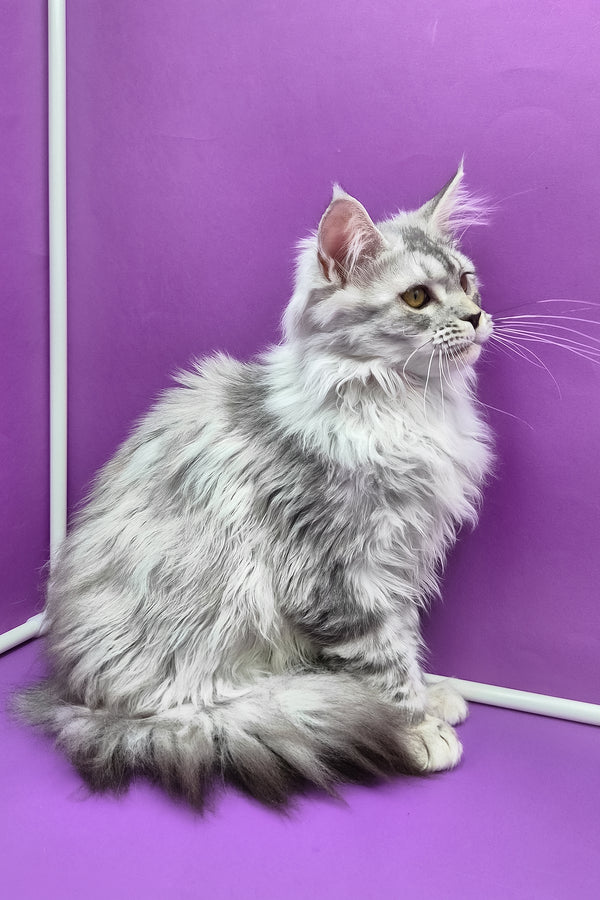 Isadora | Maine Coon Kitten