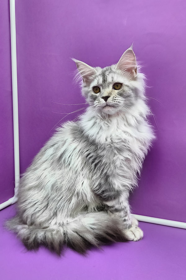 Isadora | Maine Coon Kitten