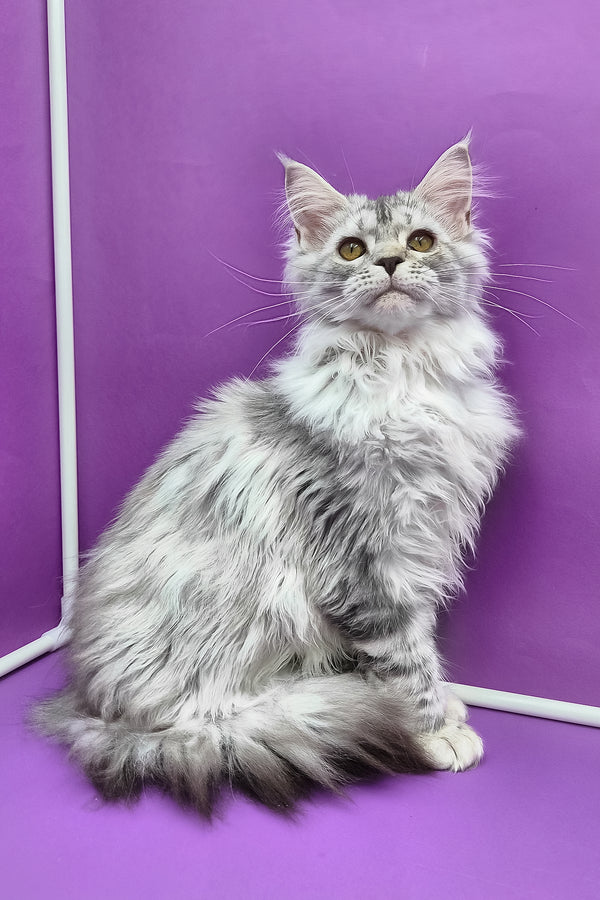 Isadora | Maine Coon Kitten