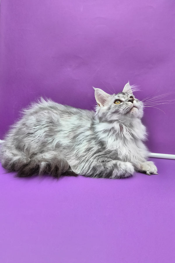 Isadora | Maine Coon Kitten