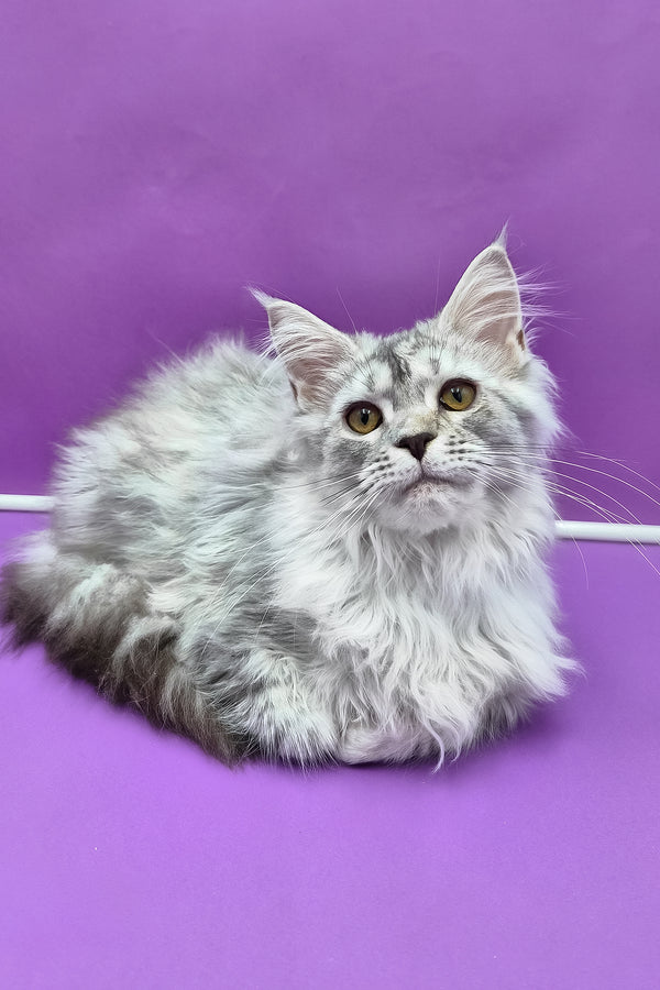 Isadora | Maine Coon Kitten