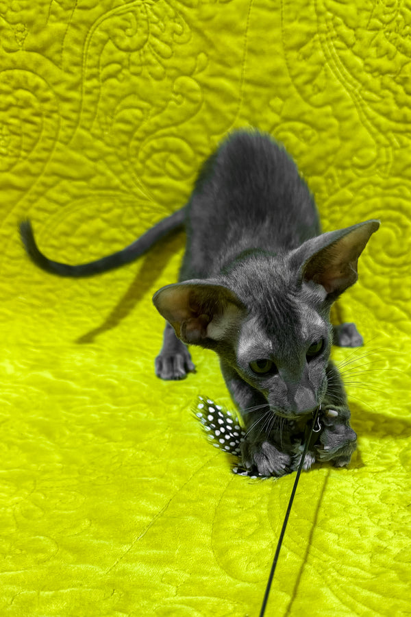 Isidor | Oriental Shorthair Kitten