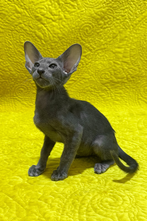 Isidor | Oriental Shorthair Kitten