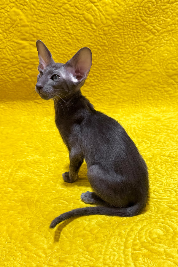 Isidor | Oriental Shorthair Kitten