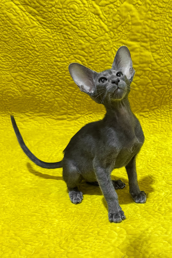 Isidor | Oriental Shorthair Kitten