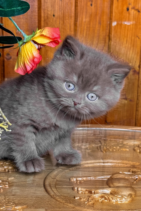 Iskra | British Shorthair Kitten