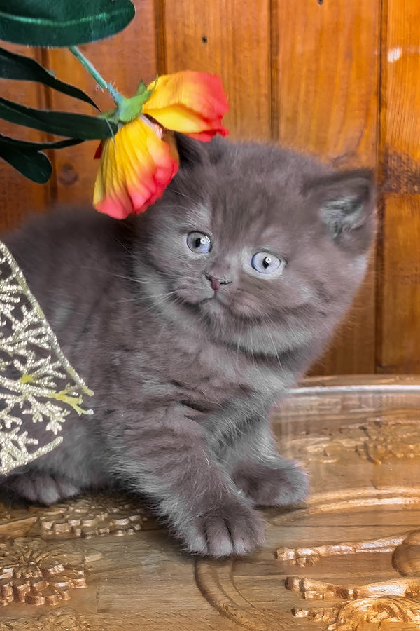 Iskra | British Shorthair Kitten