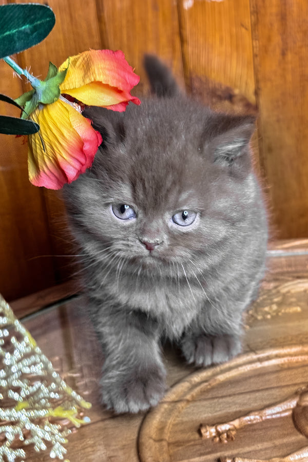 Iskra | British Shorthair Kitten