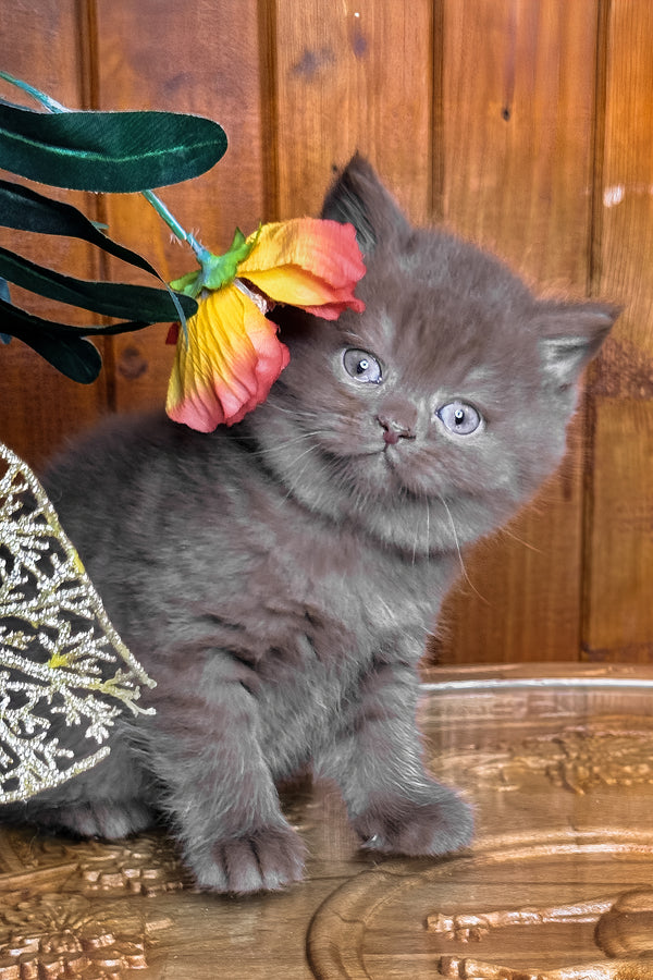 Iskra | British Shorthair Kitten